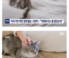 집사가 아프면 고양이가 곁에서 위로해주는 이유