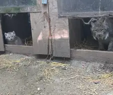새끼 스라소니...