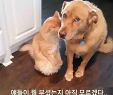 독거 직장인이 애완동물 키우면 자주 겪는 일