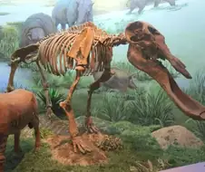 코끼리의 조상