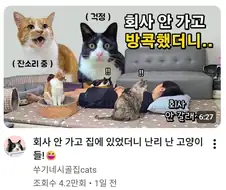 고양이 집사가 회사에 안가고 집에 있으면 생긴다는 일