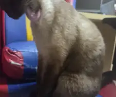 고양이 사진 찍었는데...뭔가...이상한...