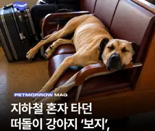 떠돌이 개 ＇보지＇ 억만장자에 입양됐다