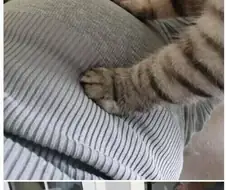 3년전 일을 복수당한 고양이