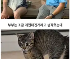 미용실 다녀온 후 표독해진 멍멍이