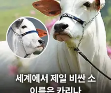 세계에서 가장 비싼 암소는 카리나