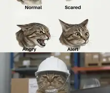 고양이 감정 상태표