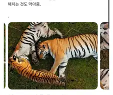 호랑이의 진실