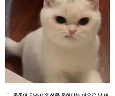 "원숭이 아저씨, 정액 싸재낄땐 좋았어?"