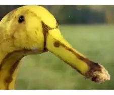 ＇바나나가 오리라-＇