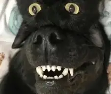 무시무시한 검은 댕댕이