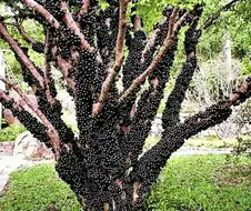 의외로 맛있다는 과일.jpg