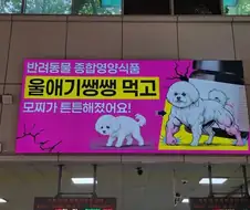 좀 수상한 애완동물 영양간식