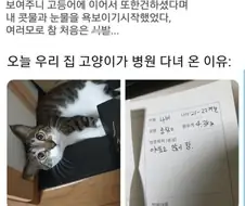 우리 집 고양이가 많이 아프다는 초보 집사