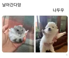 날아간다앙
