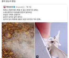 "누에나방은 가축화되어서 입이 퇴화했다"