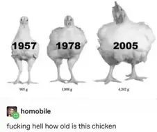 시대별 닭 크기.jpg