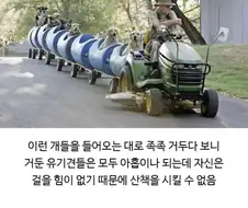 80대 할아버지가 강아지들이랑 산책하는 방법