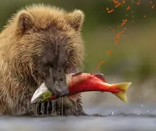 알이 꽉 찬 연어를 잡아먹는 불곰.JPG