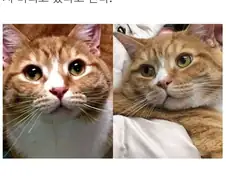 사람을 너무 좋아해서 파양당한 고양이.jpg