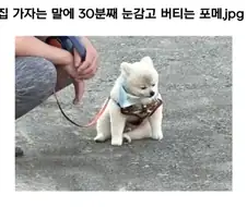 내는 안갈란다