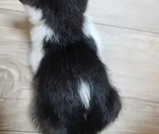 모닝글야옹