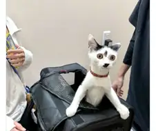 "여기가..... 어디냥?"