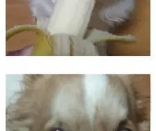 식탐이 많은 강아지
