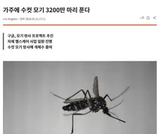 캘리포니아에 수컷 모기 3200만 마리 푸는 구글.jpg