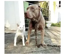 갯맘이 키워낸 고양이