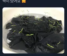 강아지 옷 빨려고 물에 담궈났더니