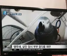 앵무새)금마가 범인이었음 ㄷㄷㄷㄷㄷㄷㄷㄷ