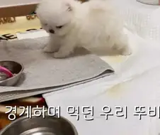 6년 전 강아지 유튭 영상 보다 느낀거