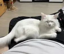 그저 졸고있을뿐인 고양이사진