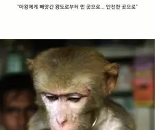 소년 만화와 x인지 차이.manga