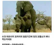 인터넷에 떠도는 동물 짤의 진실