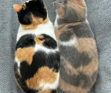 잉크가 부족한 고양이