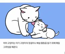 고양이에 대해 알아보는 만화.manwha