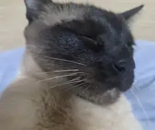 응응 우리집 고양이 코하고 자는 구나~~