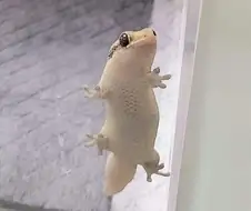 초롱하고 짜리몽땅한 도마뱀