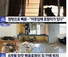 그림자 보고 집에 호랑이 있다고 신고한 결과