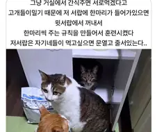 고양이는 천재다!