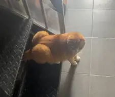 터질듯한 애플?힙