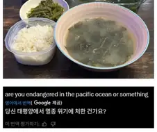 외국인: 젠장..한국 너희들 멸종되는거야? 밥 상태가....