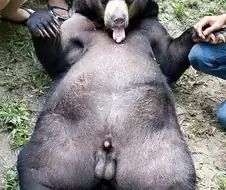 곰고추 본적 있냐?