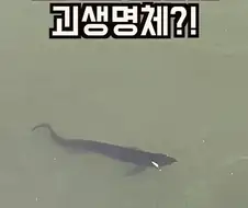 전라도에서 발견된 물고기.jpg