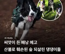 산불로 훼손된 숲을 위해 투입된 댕댕이