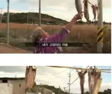 고양이가 생선 안 먹게 봐달라는 할머니