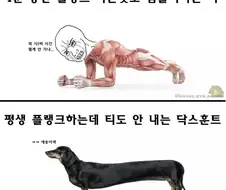 평생 플랭크만 하며 사는데도 안색 하나 안바뀌는 동물.jpg