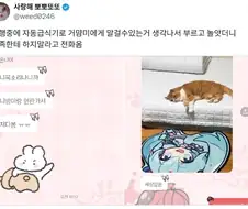 세상 다 잃은 고양이